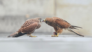 Les oiseaux de Rouen